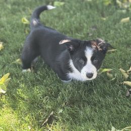 Dale - Black and white male Cardigan Welsh Corgi puppy in San Diego ,Ca, California from SoCal Native Corgis