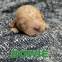 Bowie - Apricot male Goldendoodle puppy in Hendersonville, Tennessee from Ben's Best Buddy Goldendoodles