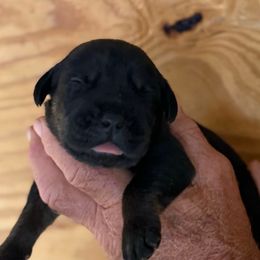 Boy 3 - Black male Cane Corso puppy in Paris, Texas from Knucklehead Cane Corso