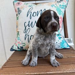 Morgan - Liver roan German Shorthaired Pointer puppy in Longview, Texas from Interstellar GSPs
