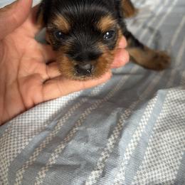 Daisy - Black and tan female Yorkshire Terrier puppy in Georgia from Diddly Dog Company