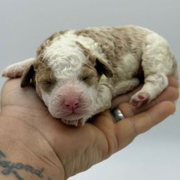 Cranberry - Parti female Poodle puppy in Greeneville, Tennessee from Smokey Mountain Sheepadoodles