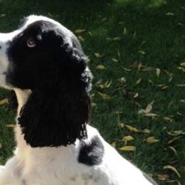 English Springer Spaniels from California & Idaho Springer