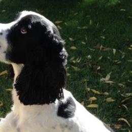 English Springer Spaniels from California & Idaho Springer