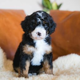 Hail Mary - female Australian Mountain Doodle puppy in Franklin County, Missouri from Brick House Farm Doodles