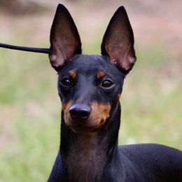 Hazel - Manchester Terrier