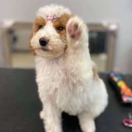 Goldendoodles and Poodles from Sweet Doodle Co.