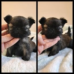 Shih Tzu Puppies from Cocktail Shih Tzu