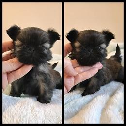 Shih Tzu Puppies from Cocktail Shih Tzu
