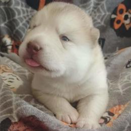 Aspen - Red and white male Alaskan Malamute puppy in Grayson County, Virginia from River Bend Malamutes