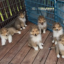 Shetland Sheepdog puppies from Solange Shelties