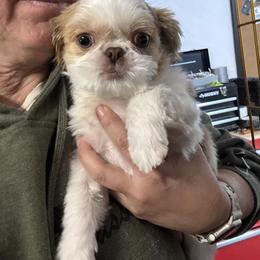Liver and White Boy 2 - Liver and white male Shih Tzu puppy in Tenino, Washington from Dolled Up Pup