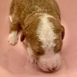 Red - Red  female Goldendoodle puppy in Tyler, Texas from Sassy’s Hollywood Poodles & Doodles