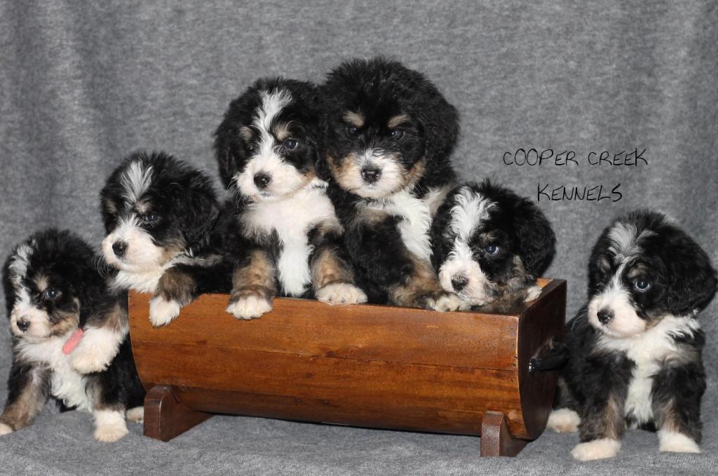 Cooper Creek Puppies in Missouri | Bernedoodle and Sheepadoodle
