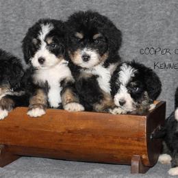 Bernedoodles and Sheepadoodles from Cooper Creek Puppies