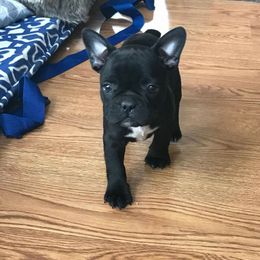 French Bulldog Puppies from Ginny's Frenchie's