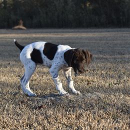 German Shorthaired Pointer, Miniature American Shepherd, Miniature Australian Shepherd, and Toy Australian Shepherd Puppies from Foxtail Hollow