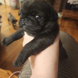 Jasmine-Cotton candy collar girl - Black female Pug puppy in Tacoma, Washington from Precious Princess Pugs