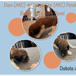 Poodle Puppies from Joy Of Parti Poodles