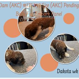 Poodle Puppies from Joy Of Parti Poodles