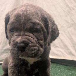 Lime green collar - Gray male Cane Corso puppy in Va Beach, Virginia from Guardian Corso's