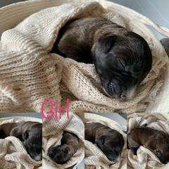 Bordoodle and Poodle Puppies from Bordoodles of Maine