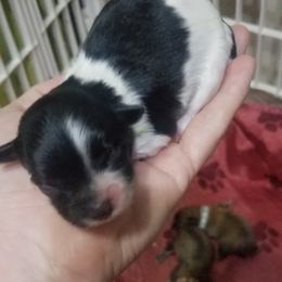 Maltese, Maltipoo, and Poodle Puppies from Mias Bayou Puppies, LLC