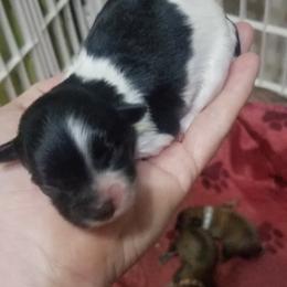 Maltese, Maltipoo, and Poodle Puppies from Mias Bayou Puppies, LLC