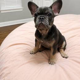 French Bulldog puppies from Ohio’s Finest Frenchies