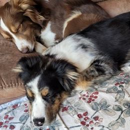 Miniature Australian Shepherds from Maxwell's Mini Aussies