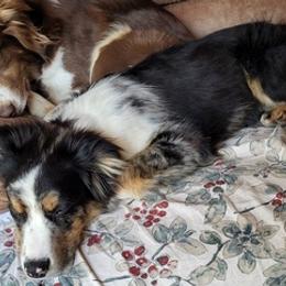 Miniature Australian Shepherds from Maxwell's Mini Aussies