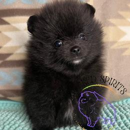 HOLD AKC WEDNESDAY - Black female Pomeranian puppy in Watkins Glen, New York from Wicked Spirits Pomeranians