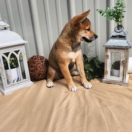 Mia - Sesame female Shiba Inu puppy in Illinois from Precious-Puppies