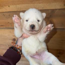 Boy 3 - White male Siberian Husky puppy in Iron River, Wisconsin from Wiemeri Siberians