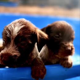 Princess - Brown and gray female Wirehaired Pointing Griffon puppy in Shelbyville, Texas from AndersonK9Kennels Bayou Beards