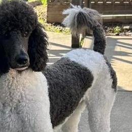 Blue - Poodle