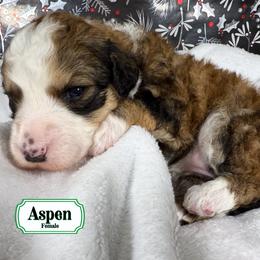 Aspen - Merle female Bernedoodle puppy in Milan, Indiana from Doodles & Spice