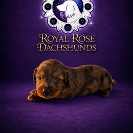 Ricky - Dapple male Dachshund puppy in Ramona, California from Royal Rose Dachshund Family