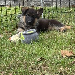 Miss Gray - Black and red female German Shepherd puppy in Lawton, Michigan from Free Indeed Shepherds