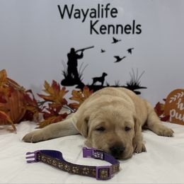 Purple - Yellow female Labrador Retriever puppy in Newton Grove, North Carolina from Wayalife Labradors & Gsp’s