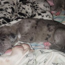 Merle Female - Merle female Great Dane puppy in Gig Harbor, Washington from Lakaya Danes