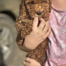 Red collar reduced - Red  female Goldendoodle puppy in Lake Butler, Florida from Providence Ranches