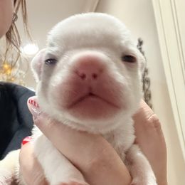 Xaden - Tricolors male French Bulldog puppy in Delhi, Louisiana from 4T Ranch