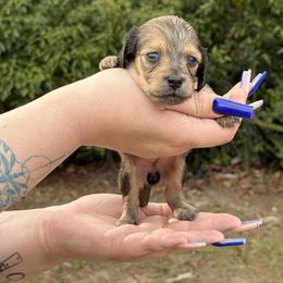 Yam - Cream female Dachshund puppy in Sebring, Florida from Mini Weenies