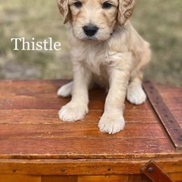 Thistle - Goldendoodle puppy in Lancaster, Minnesota from North Star Dog Training