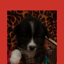 Red collar - Brindle and white male American Corgi puppy in Golden Valley, Arizona from Mahala Henry