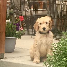 Goldendoodle Puppies from Plantation Puppies