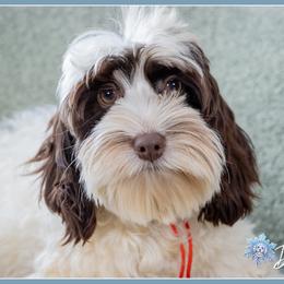 Stripe - Brown and white male Cockapoo puppy in Connersville, Indiana from Deaz Doodle Ranch