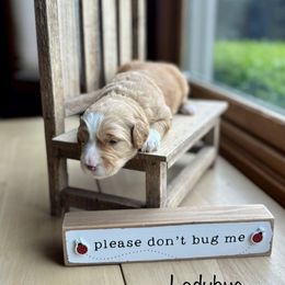 Ladybug - Apricot female Goldendoodle puppy in Pleasant Prairie, Wisconsin from Prairie Doodle Dogs