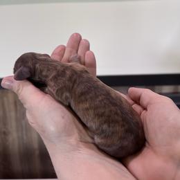 Girl 1 - Brindle female Dachshund puppy in Gouverneur, New York from Dack Dachshunds